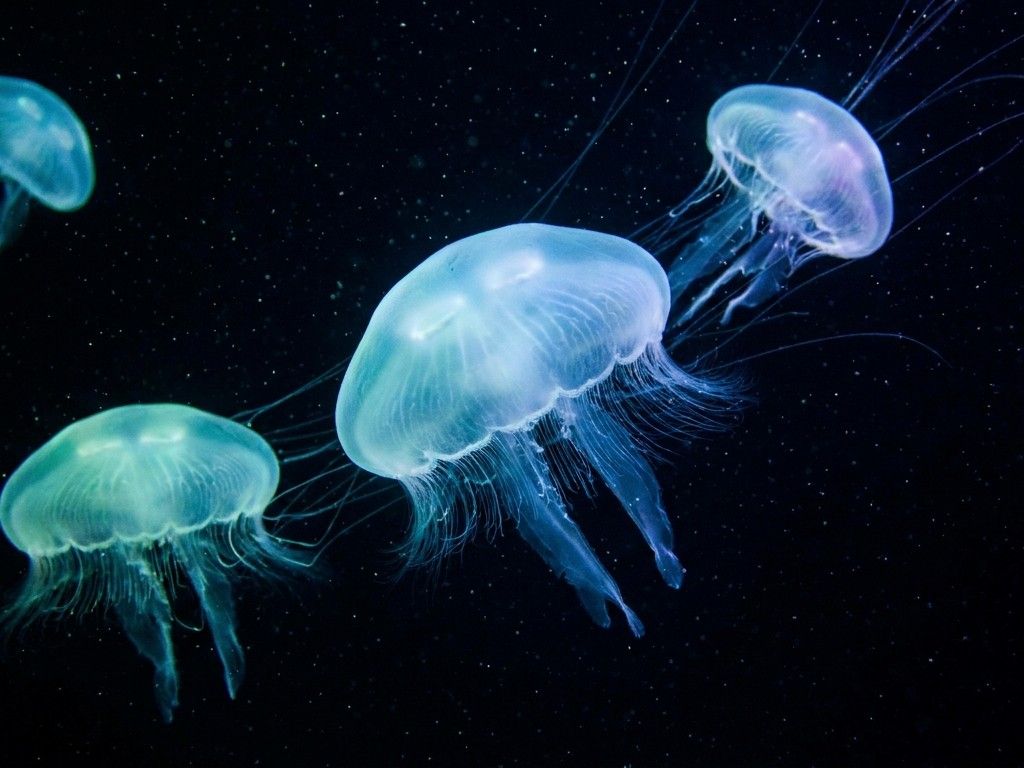 Bioluminescent jellyfish drifting in the deep dark ocean, ethereal glow, fine detail
