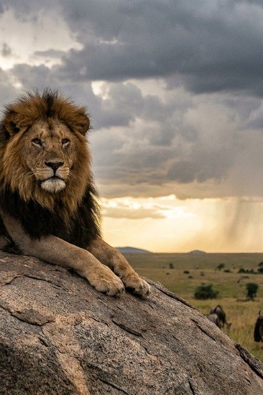 A majestic lion resting on a rock in the savanna under dramatic storm clouds, wildlife pho